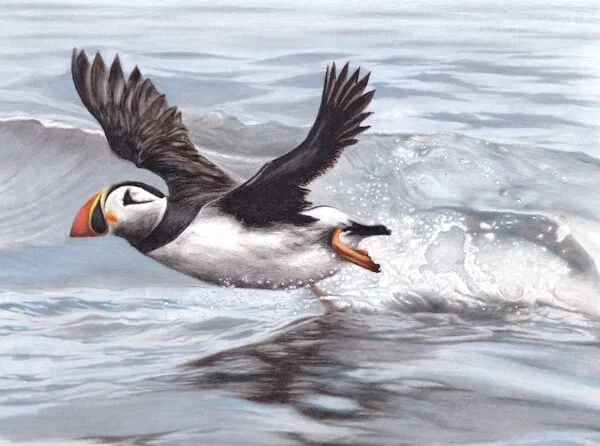 Puffin_Taking_Off_Clipped_Small